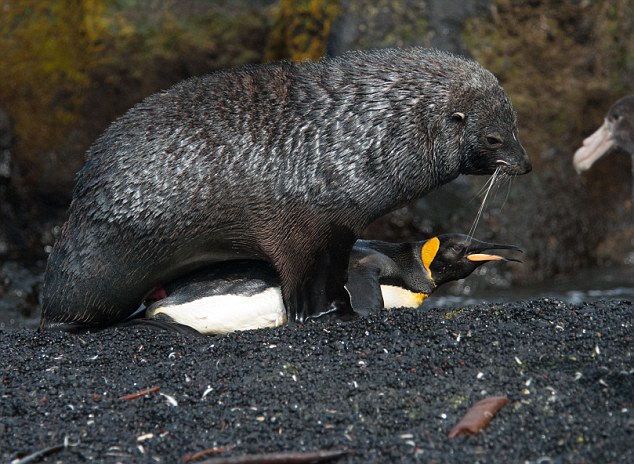 Scientists Capture Unique Footage Of Seals Attempting To Mate With Penguins
