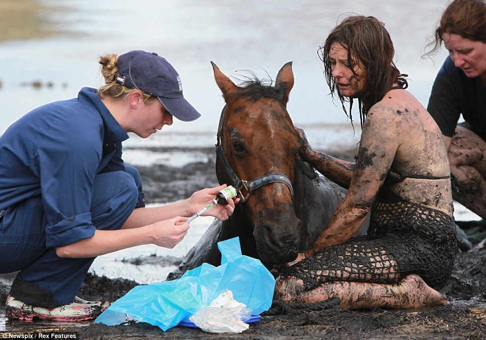 Les secouristes et un vétérinaire, Stacey Sullivan, sont arrivés sur les lieux et la sédation de 18 ans cheval.