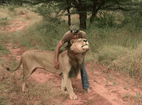 Les meilleurs amis, le lion et l'homme  (1)