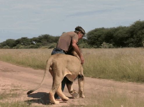 Les meilleurs amis, le lion et l'homme  (2)