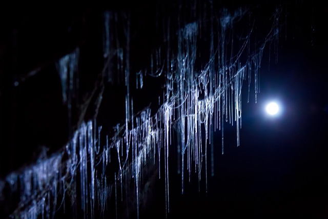 Waitomo Glowworm Caves, Nouvelle-Zélande (1)