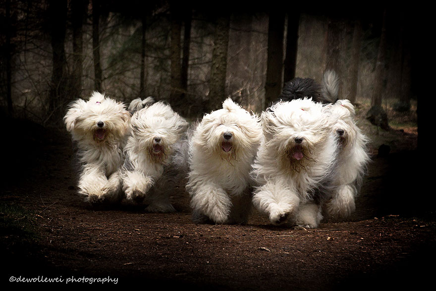 Des chiens très photogéniques (5)