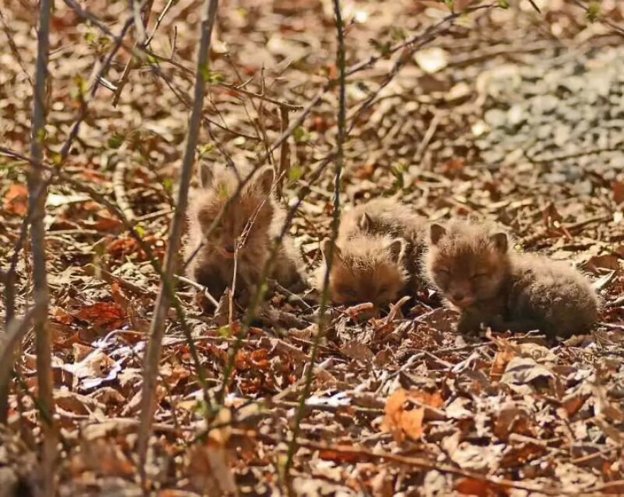 Bébés renards trouvés (2)