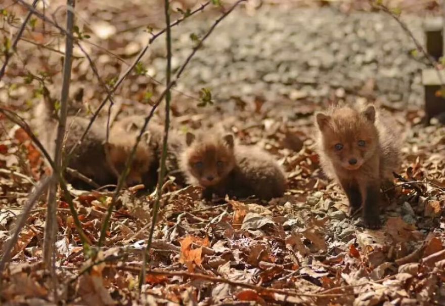 Bébés renards trouvés (4)
