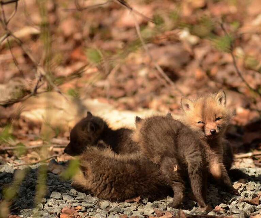 Bébés renards trouvés (7)