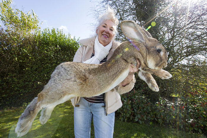 Le plus gros lapin du monde  (1)