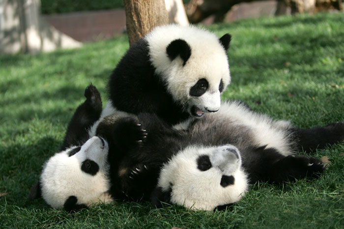 bébés panda (11)