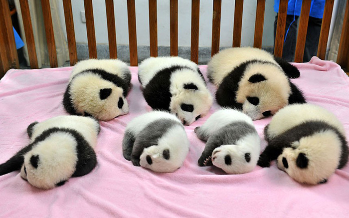 bébés panda (16)
