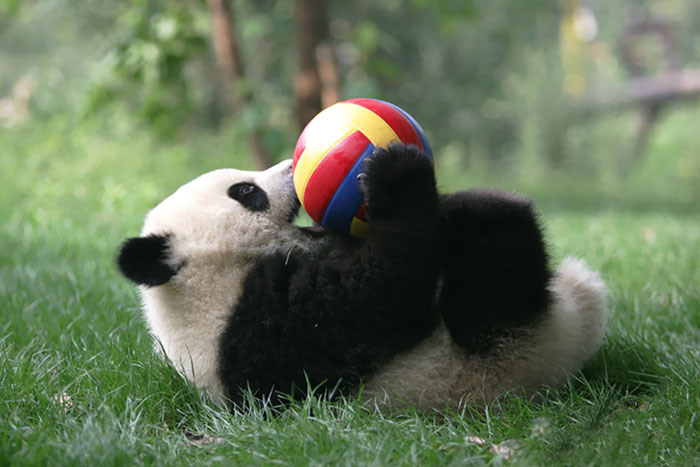 bébés panda (17)