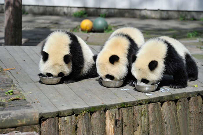 bébés panda (2)