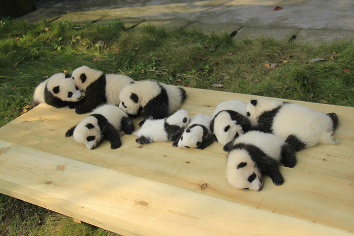 bébés panda (5)