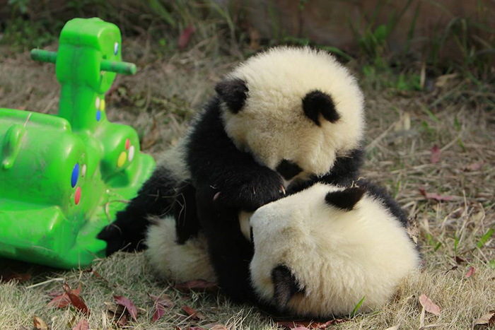 bébés panda (6)