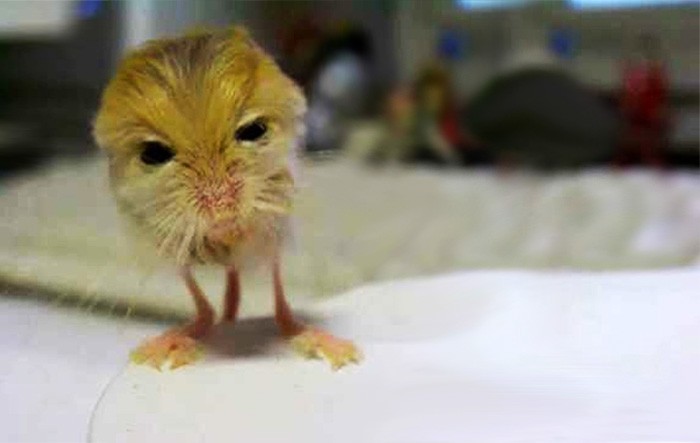 Un Des Plus Petits Mammiferes Au Monde La Gerboise Pygmee Jgalere Com Un Des Plus Petits Mammiferes Au Monde La Gerboise Pygmee Jgalere Com